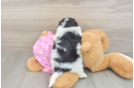 Maltipoo Puppy for Adoption