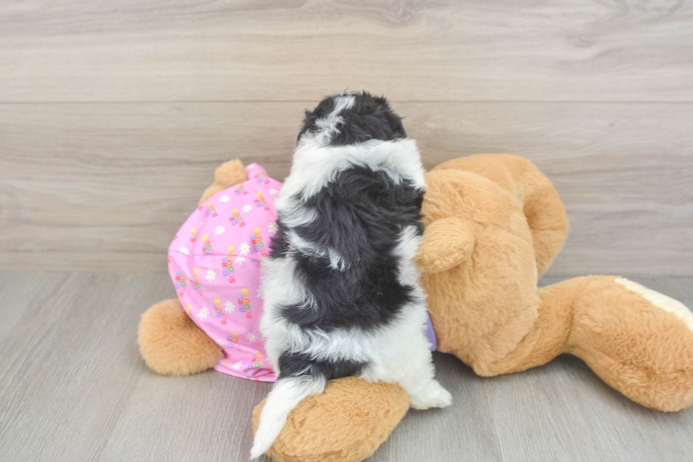 Maltipoo Puppy for Adoption