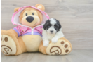 Best Maltipoo Baby