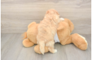 Funny Maltipoo Poodle Mix Pup