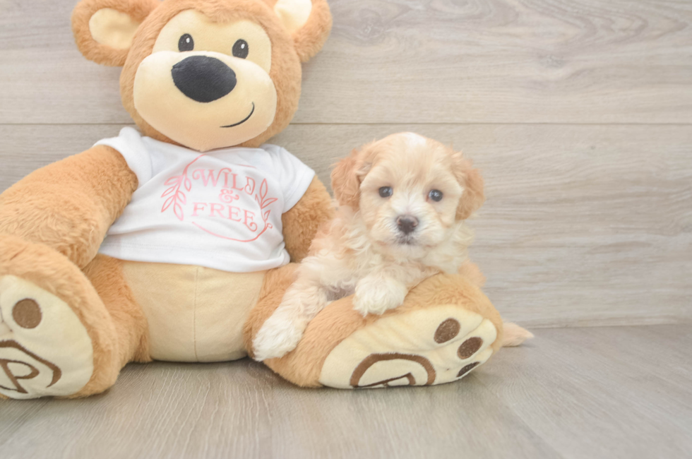 5 week old Maltipoo Puppy For Sale - Puppy Love PR