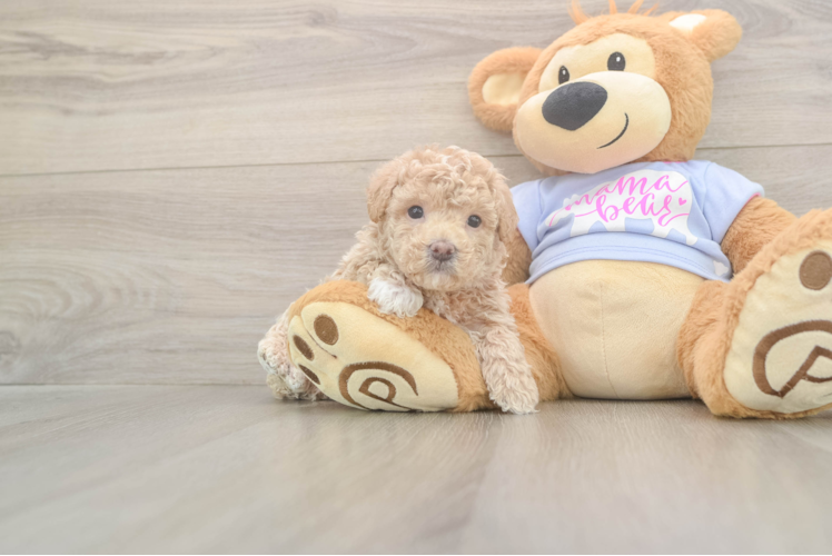 Maltipoo Pup Being Cute