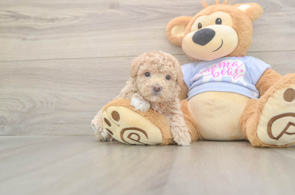 6 week old Maltipoo Puppy For Sale - Puppy Love PR