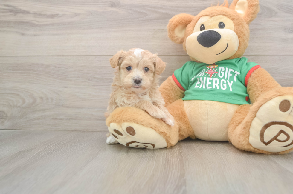 5 week old Maltipoo Puppy For Sale - Puppy Love PR