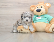 8 week old Maltipoo Puppy For Sale - Puppy Love PR