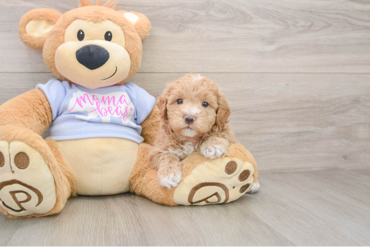 Smart Maltipoo Poodle Mix Pup