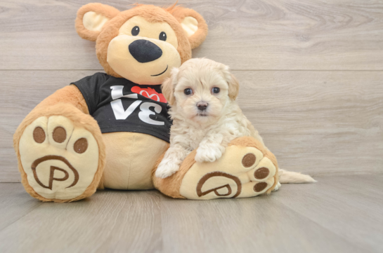 Maltipoo Puppy for Adoption