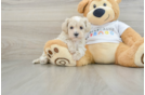 Maltipoo Puppy for Adoption