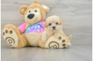 Maltipoo Pup Being Cute