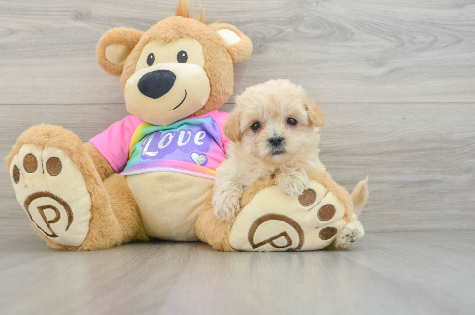 7 week old Maltipoo Puppy For Sale - Puppy Love PR