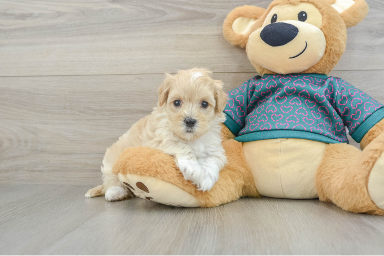 Meet Estrella - our Maltipoo Puppy Photo 1/3 - Puppy Love PR Cute Maltipoo Baby