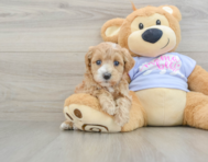 8 week old Maltipoo Puppy For Sale - Puppy Love PR