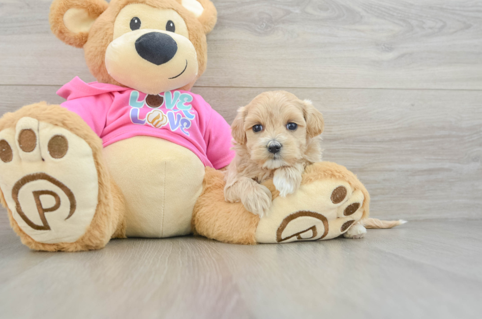 6 week old Maltipoo Puppy For Sale - Puppy Love PR