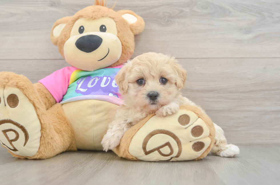 5 week old Maltipoo Puppy For Sale - Puppy Love PR