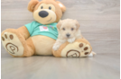 Popular Maltipoo Poodle Mix Pup