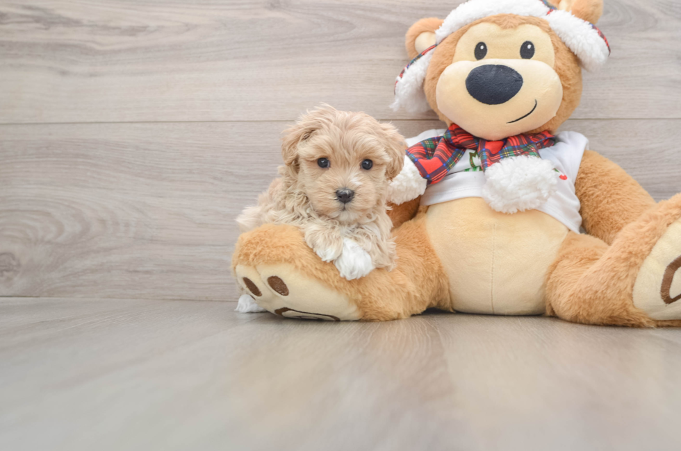 5 week old Maltipoo Puppy For Sale - Puppy Love PR