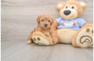 Maltipoo Pup Being Cute