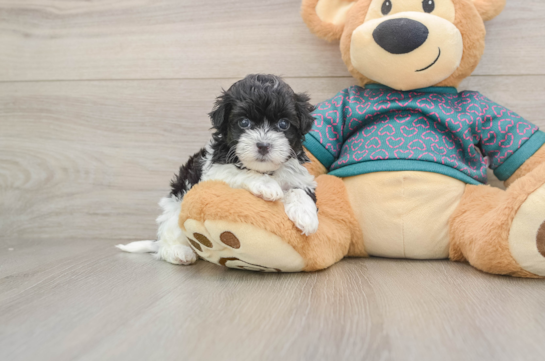 Best Maltipoo Baby