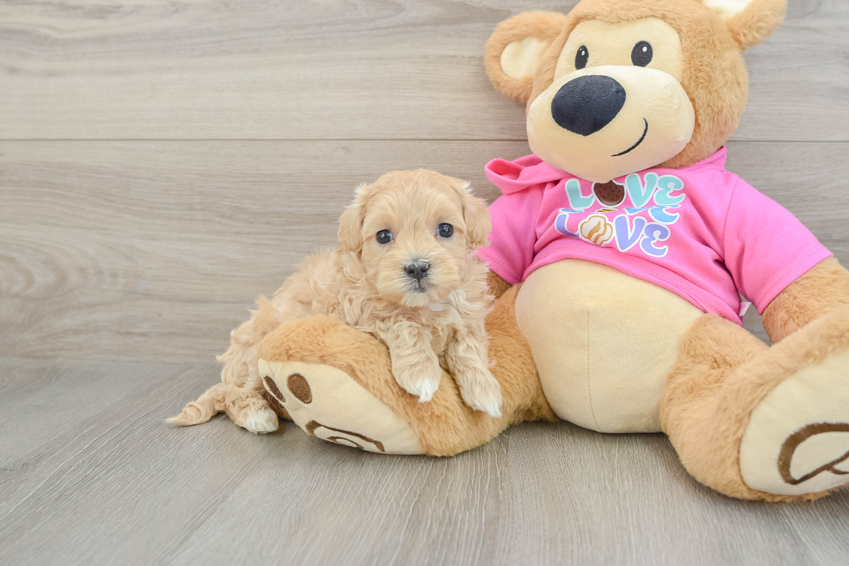 Maltipoo Puppy for Adoption