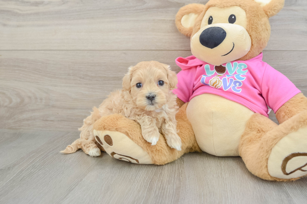 6 week old Maltipoo Puppy For Sale - Puppy Love PR