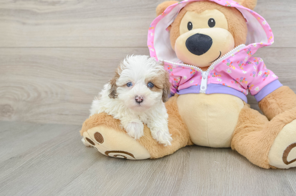 5 week old Maltipoo Puppy For Sale - Puppy Love PR