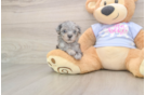 Hypoallergenic Malt a Poo Poodle Mix Puppy