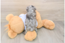 Happy Maltipoo Baby