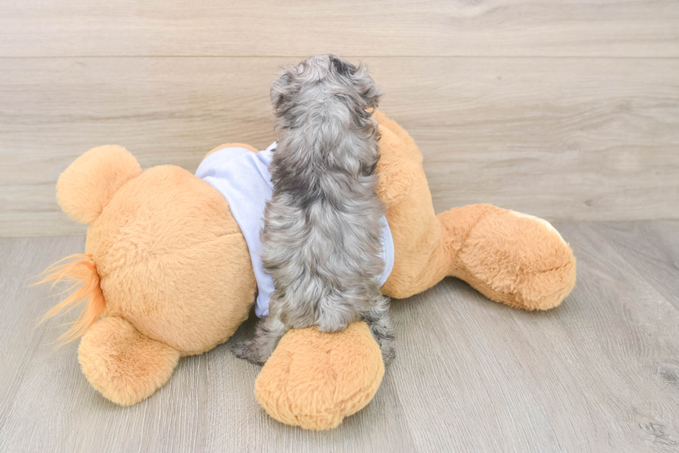 Happy Maltipoo Baby