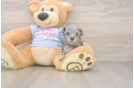 Best Maltipoo Baby