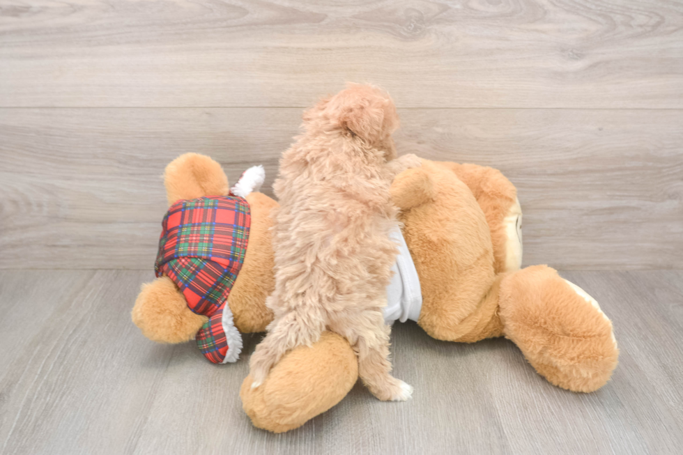 Maltipoo Pup Being Cute