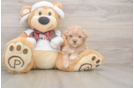 Maltipoo Puppy for Adoption
