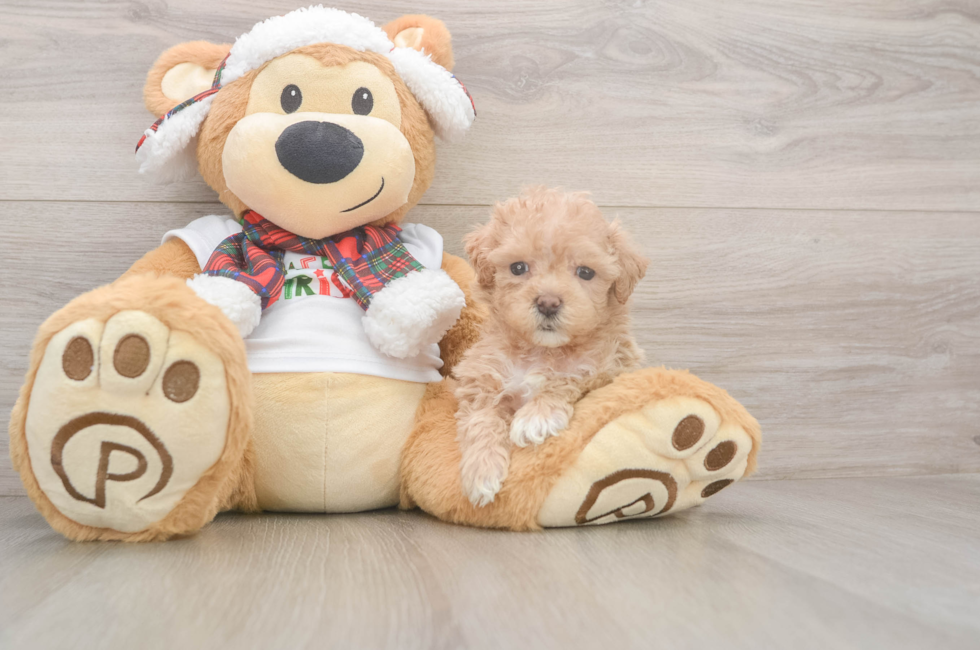 5 week old Maltipoo Puppy For Sale - Puppy Love PR