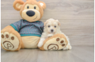 Best Maltipoo Baby