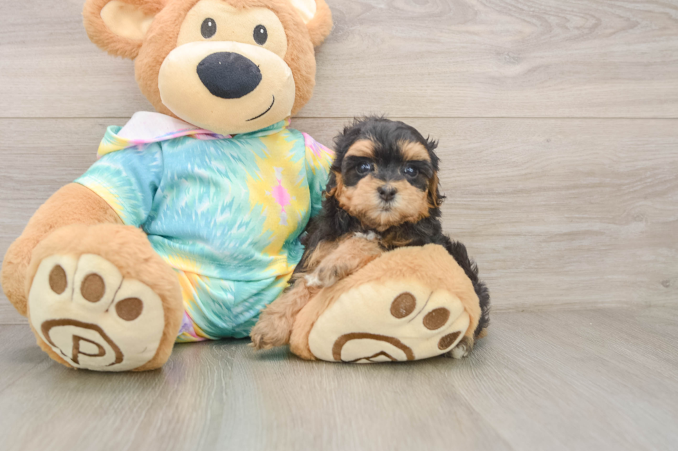 Maltipoo Puppy for Adoption