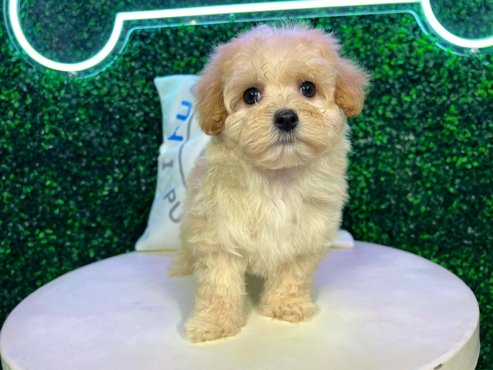 Cute Maltipoo Baby