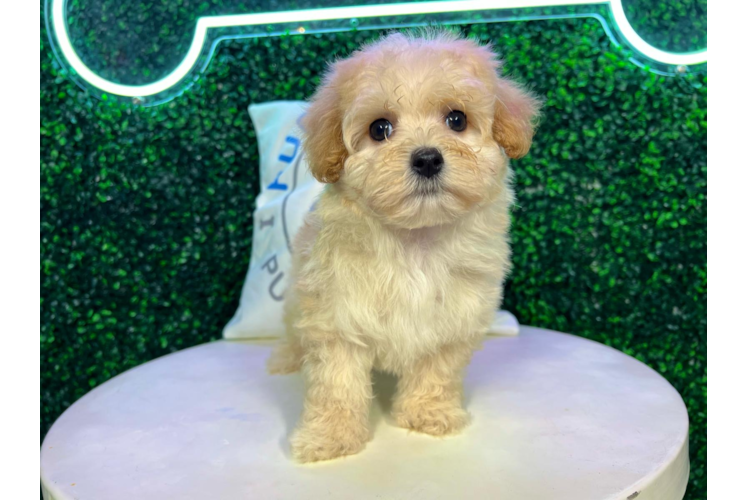 Meet Wonka - our Maltipoo Puppy Photo 1/4 - Puppy Love PR Cute Maltipoo Baby