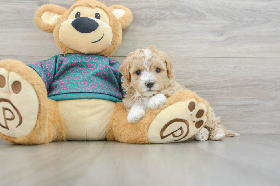 7 week old Maltipoo Puppy For Sale - Puppy Love PR