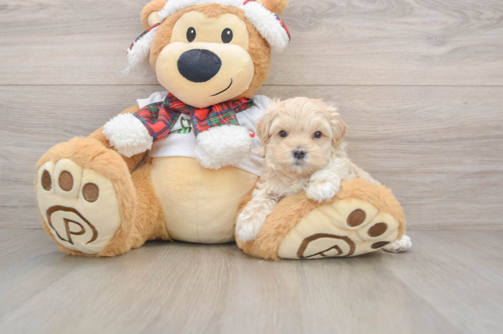 5 week old Maltipoo Puppy For Sale - Puppy Love PR