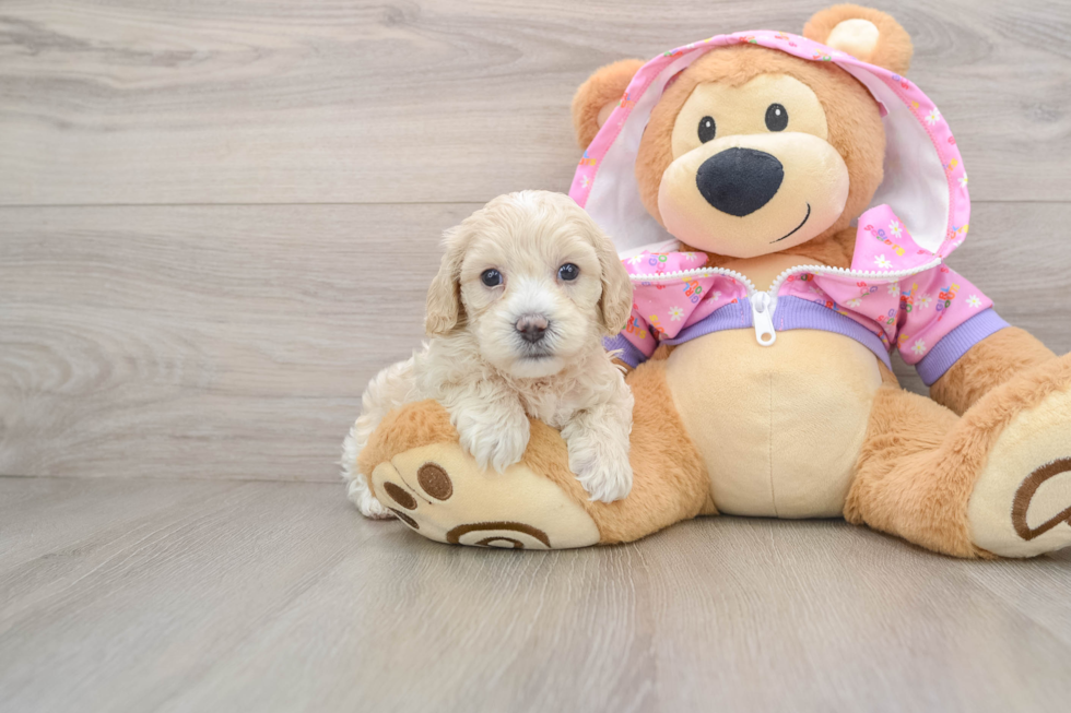 Popular Maltipoo Poodle Mix Pup
