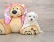 7 week old Maltipoo Puppy For Sale - Puppy Love PR