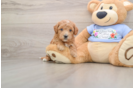 Friendly Maltipoo Baby
