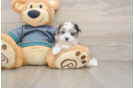 Happy Maltipoo Baby