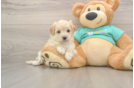 Maltipoo Pup Being Cute