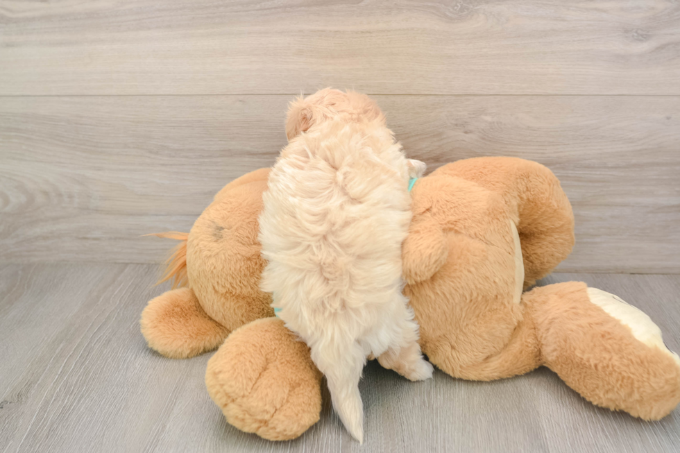 Adorable Moodle Poodle Mix Puppy