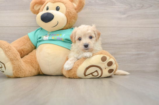 Friendly Maltipoo Baby