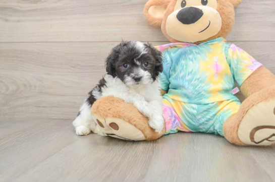Maltipoo Puppy for Adoption