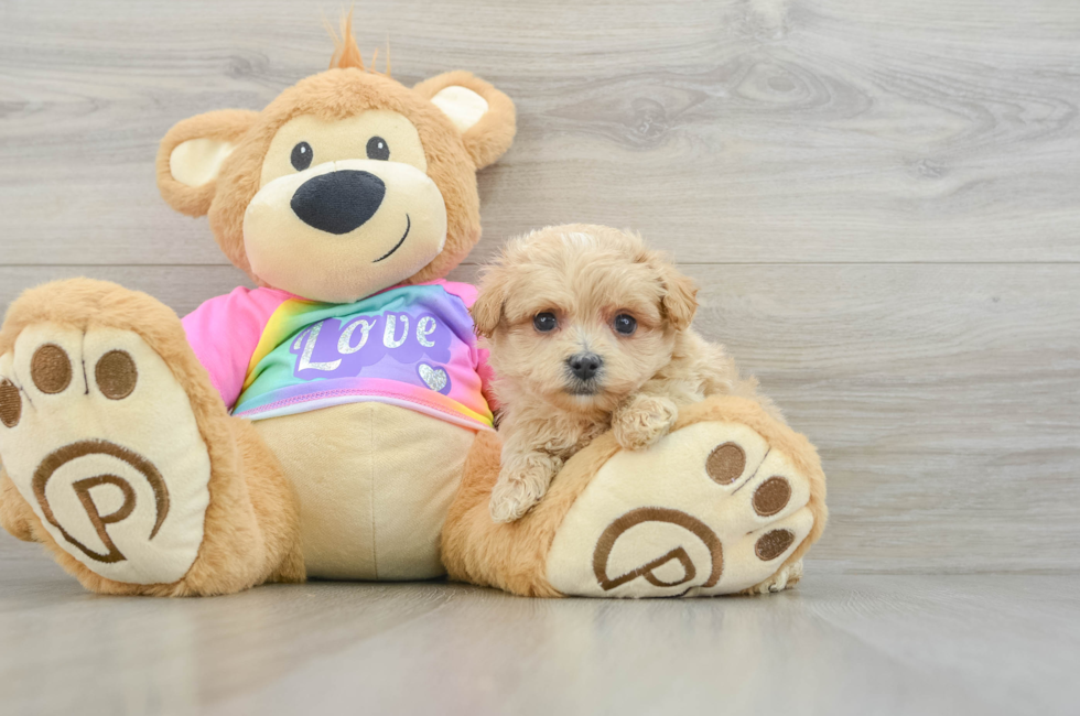 7 week old Maltipoo Puppy For Sale - Puppy Love PR