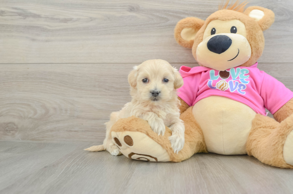 6 week old Maltipoo Puppy For Sale - Puppy Love PR