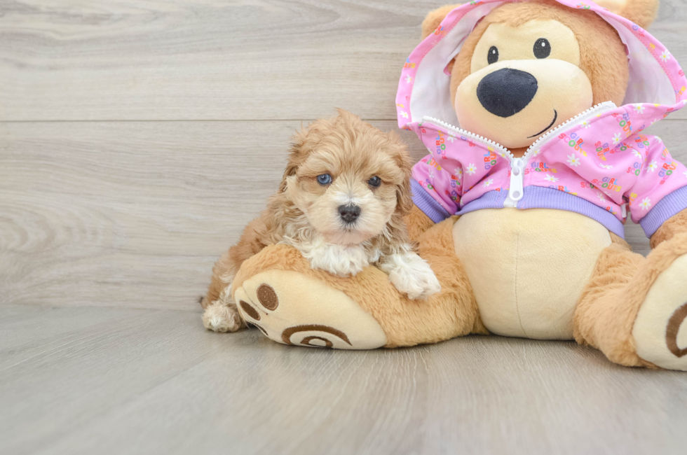 5 week old Maltipoo Puppy For Sale - Puppy Love PR