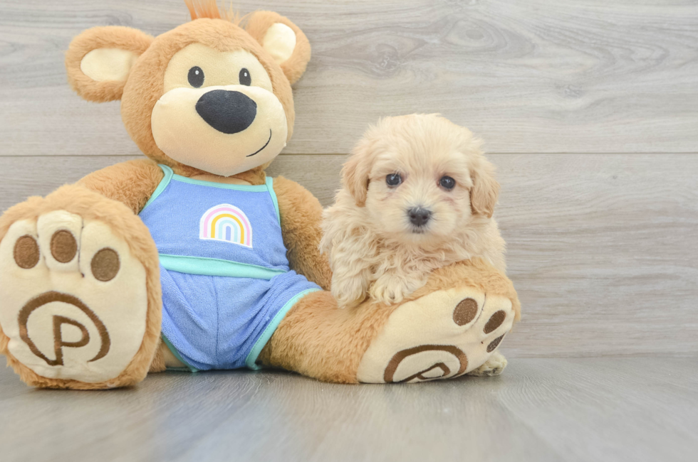 6 week old Maltipoo Puppy For Sale - Puppy Love PR